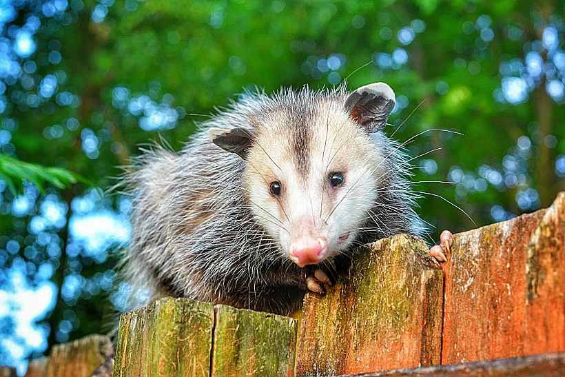 "מבצע הסוואה מושלם"