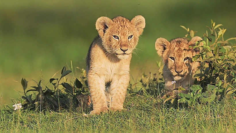 אריות בספארי ספארי קומפני