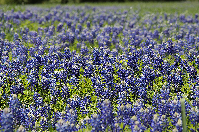 Aprilminjarez Bluebonnet 74403