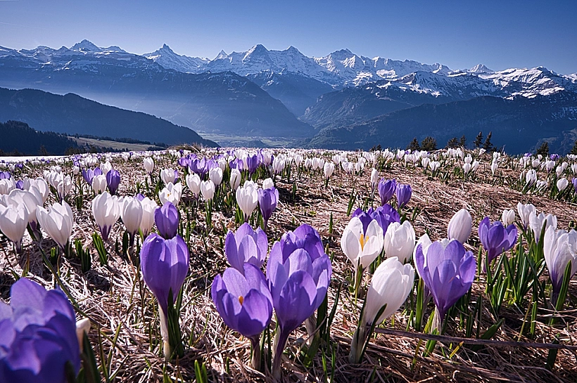 מרבדי הכרכומים באלפים השוויצריים