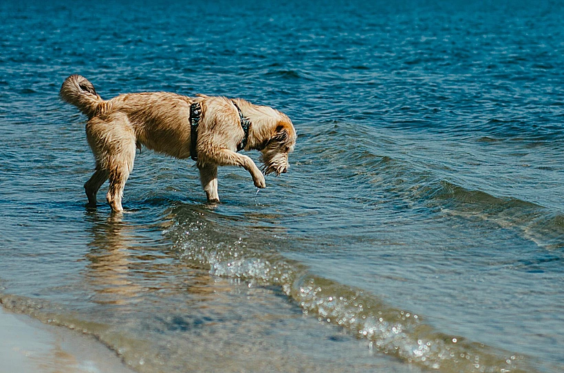 טייל עם כלבתו מגי באזור חוף סנט סיירוס שבצפון מזרח סקוטלנד, כאשר הכלבה הייתה זו ששמה לב לבקבוק ראשון