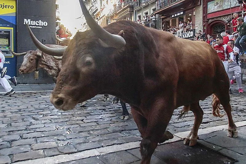 משרד שריף בקנזס מזהיר תושבים מקומיים להיות ערניים אחר פר שנמלט ונצפה חופשי במחוז מיאמי