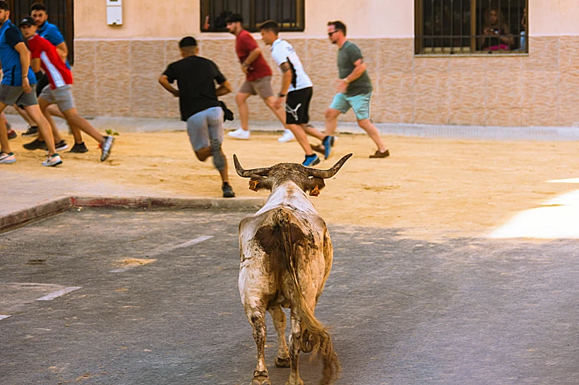השור הצליח להימלט מהאזור שבו הוחזק, והחל להסתובב באופן חופשי בין רחובות