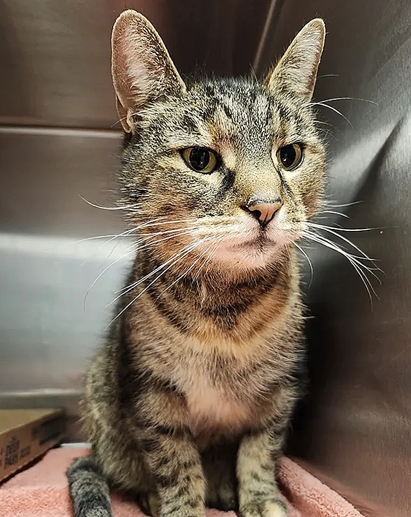 חתולה שנעלמה מביתה וחזרה לחיי בעליה כמעט במקרה, התגלתה במרתף של אדם אחר באותו אזור בארה"ב - חמש שנים אחרי שנעלמה