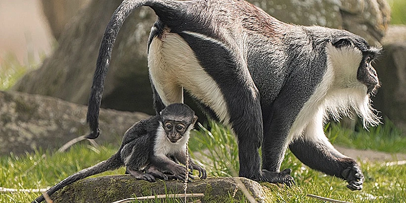מסאיה והגור שלה