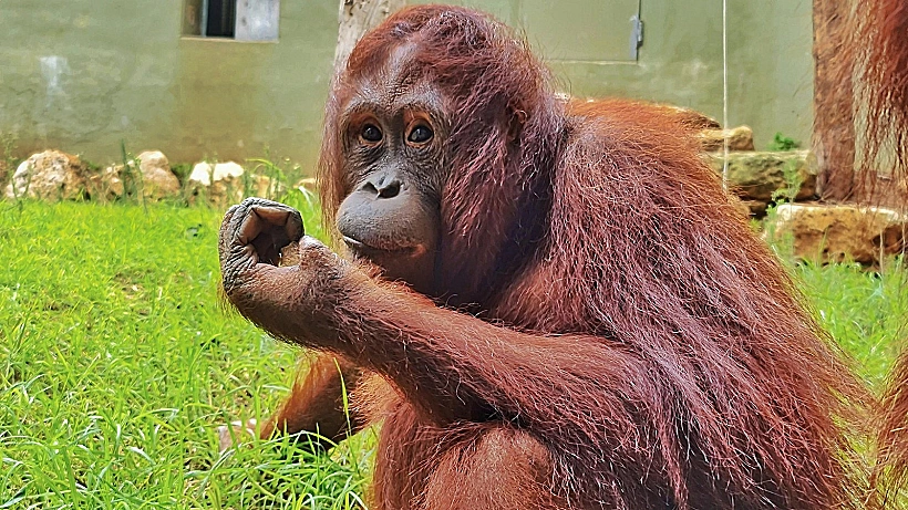 אורנג אוטן בגן החיות התנכי