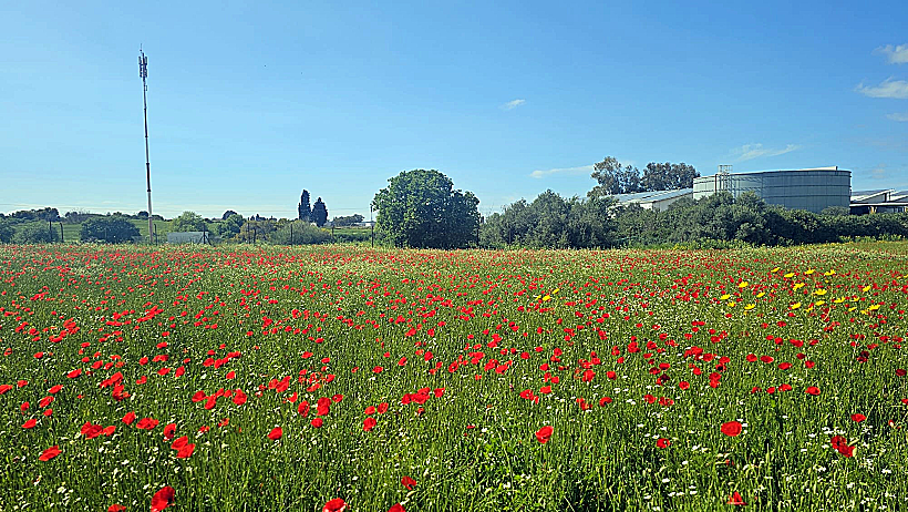 שדה פרגים בקיבוץ משמרות