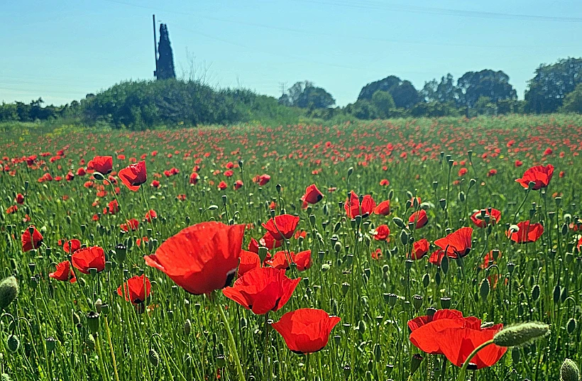 שדה פרגים בקיבוץ משמרות