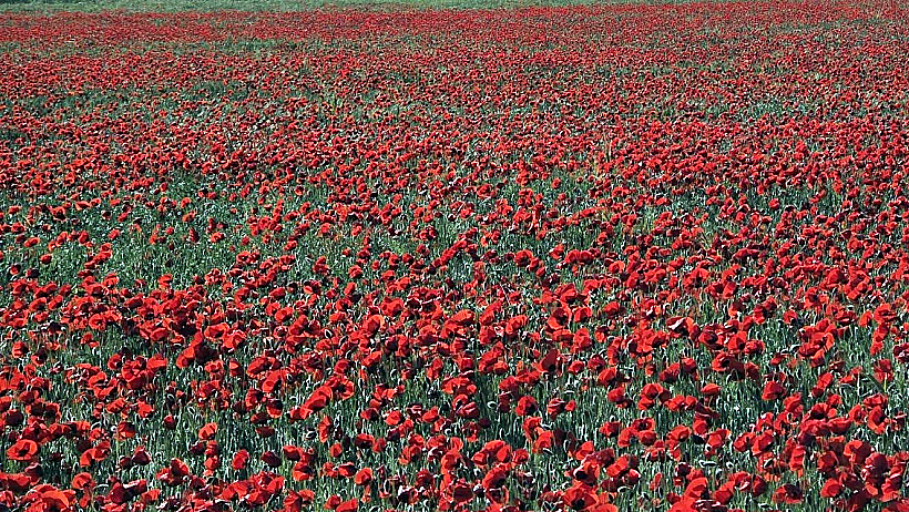 שדה פרגים ברחובות