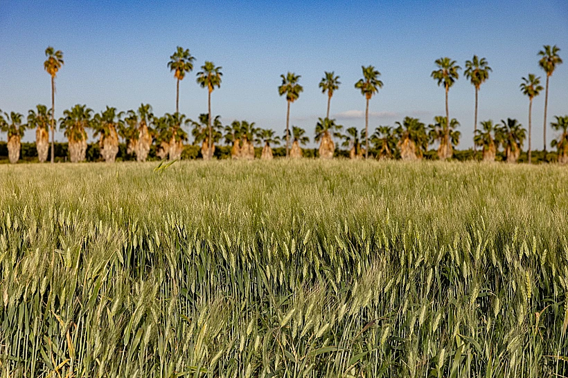 החיטה צומחת שוב במרכז הארץ