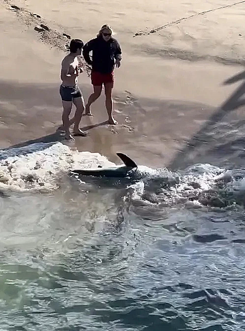 צפו: דייג תפס כריש - ואז קפץ למים כדי להציל אותו