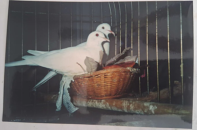 מדובר באותה חיה שרוב העולם רגיל לגרש מכיכרות