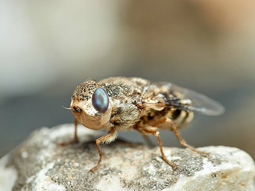 מדובר בזחלים של זבוב מהמין Oestrus ovis, המכונה "זבוב האף של כבשים"