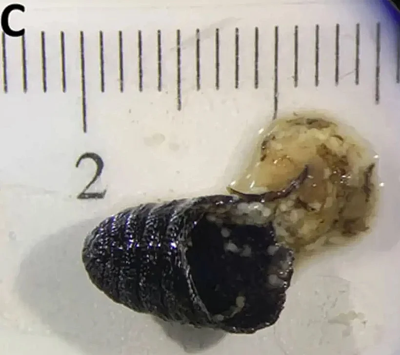 הם נמצאו בעיקר באזור העיניים (מצב המכונה ophthalmic myiasis)