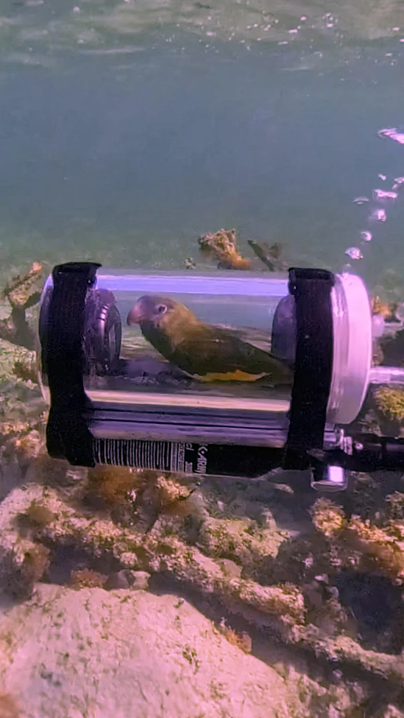 מדובר בתוכי מחמד שהפך לכוכב רשת