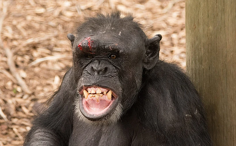 שימפנזים מקבוצה אחת החלו לתקוף, לרדוף ולהרוג חברים לשעבר מהקבוצה היריבה