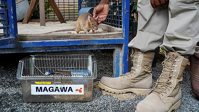 הישג שהפך אותה לאחת ה-"חולדות הגיבורות