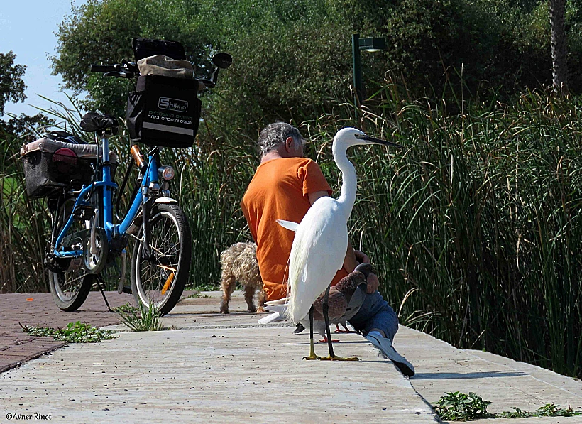 אתגר טבע עירוני בינלאומי 2026