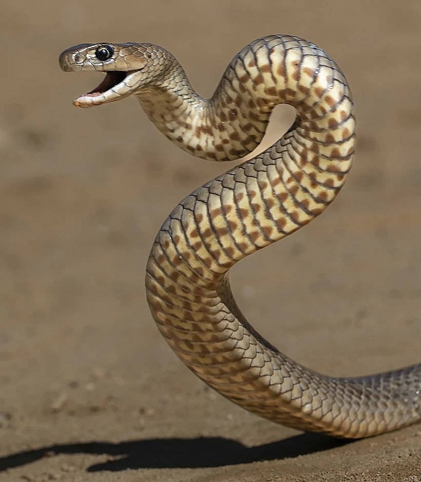 הכשת נחש היא מקרה חירום רפואי מובהק, כזה שמצריך טיפול מהיר, ניטור ולעיתים נסיוב