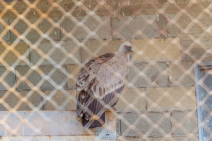 קן הנשרים בזכרון יעקב