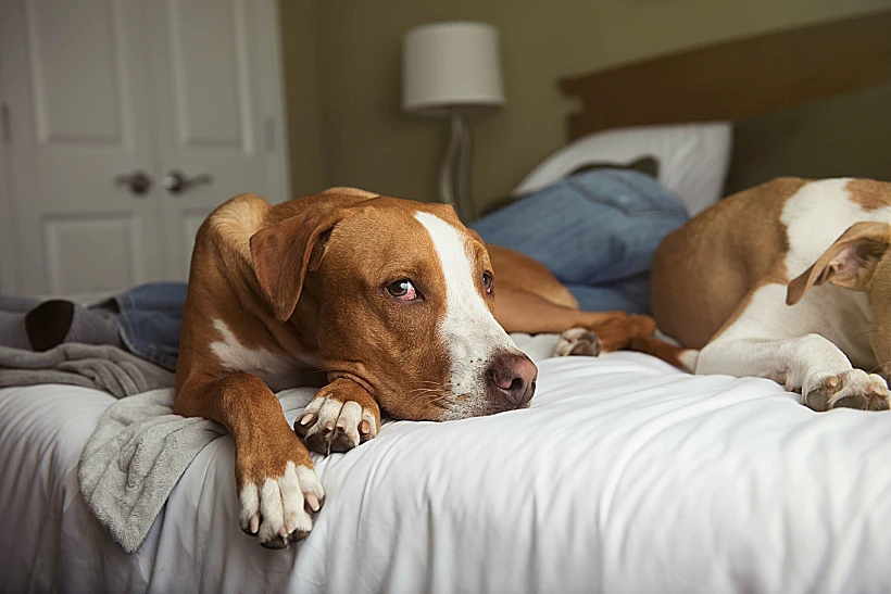 כלב מבוגר שוכב על המיטה