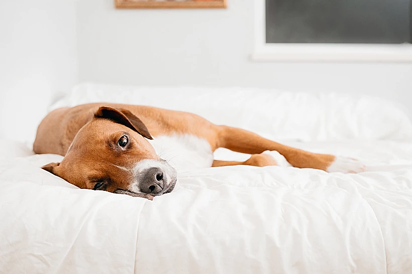 כלב מבוגר שוכב על המיטה