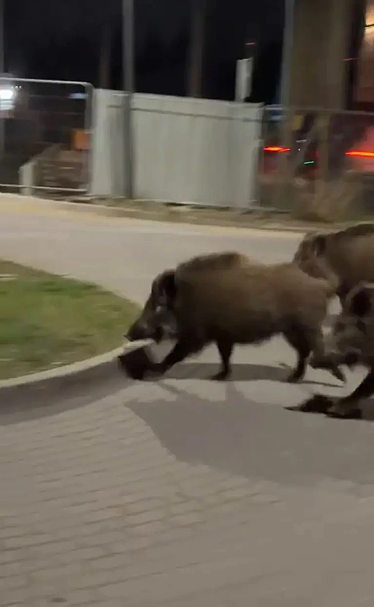 רובוט רץ בלילה, על אספלט ריק, בעקבות עדר חזירי בר