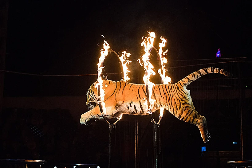 חיות שמוגדרות כ"מאולפות