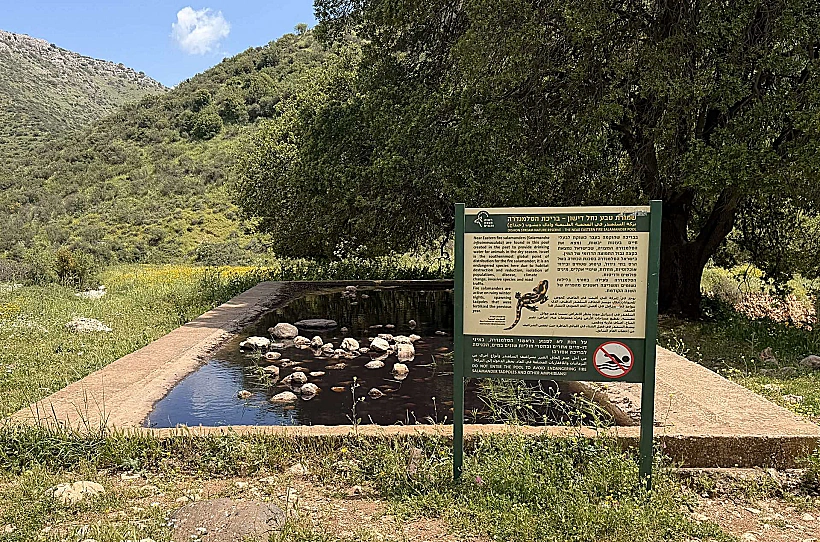 בריכת הסלמנדרות נחל דישון