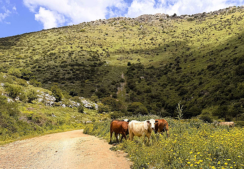 שביל נוח להליכה במסלול נחל דישון