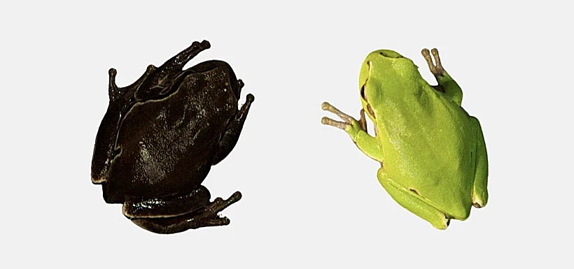 הצפרדעים שהפכו לשחורות כדי לשרוד