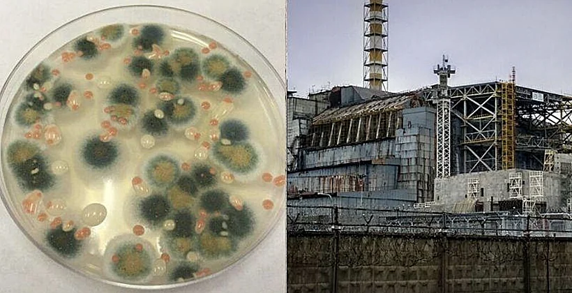 הפטריות שניזונות מקרינה