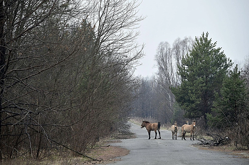 כשהאדם נעלם - הטבע חזר לשלוט