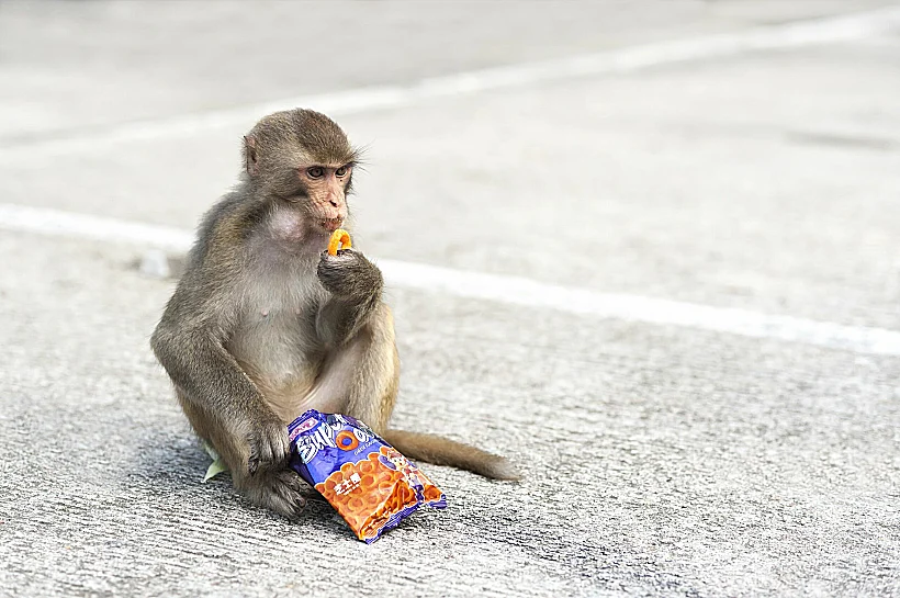קוף אוכל חטיף