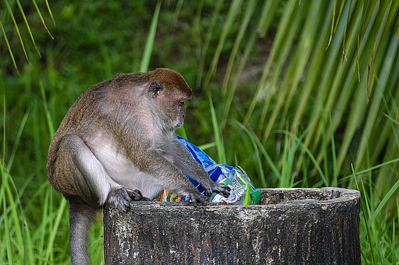 קוף אוכל חטיף