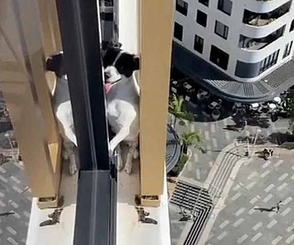 אלבי, ג'ק ראסל טרייר בת שנתיים