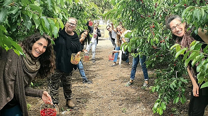 הדובדבן שבגולן