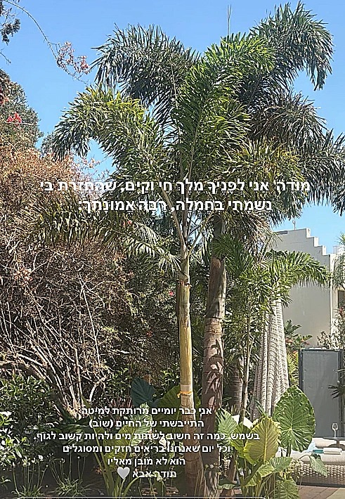 עדן פינס