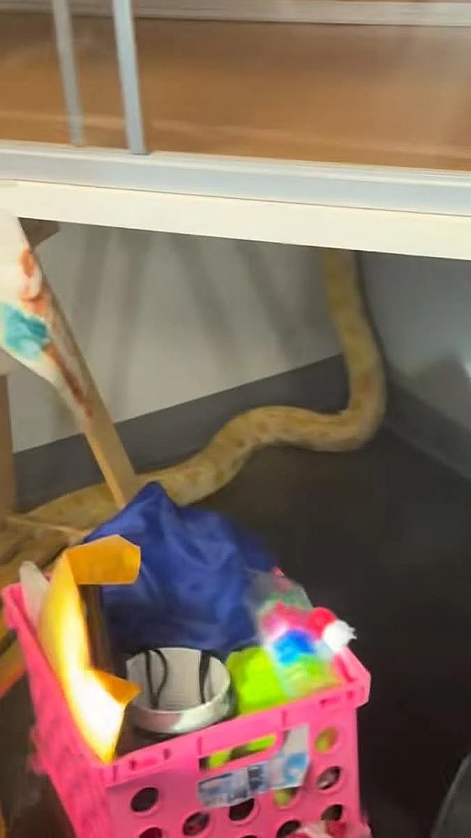 נחש נמלט מהכלוב והצית שמונה כיתות בבית ספר