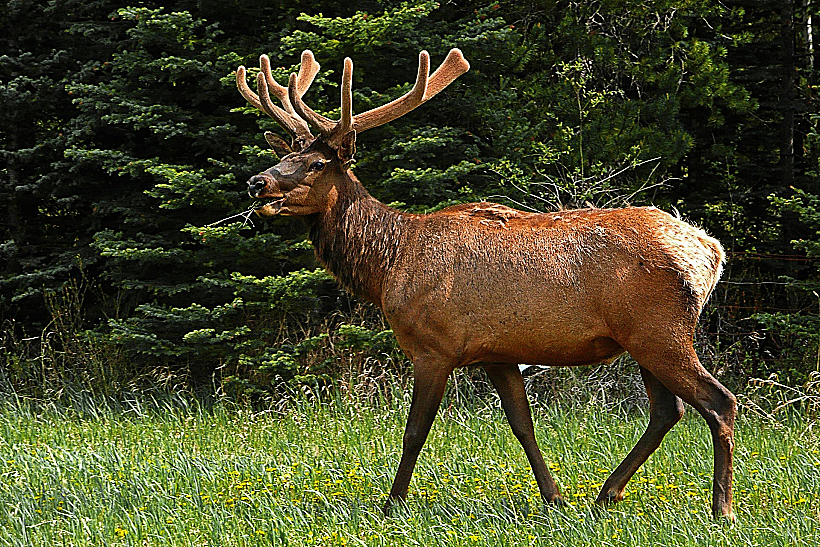 אייל קנדי (Elk Rut)