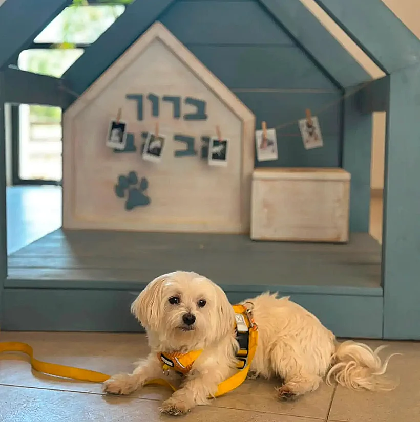 אירוח עם כלבים במלונות מטיילים