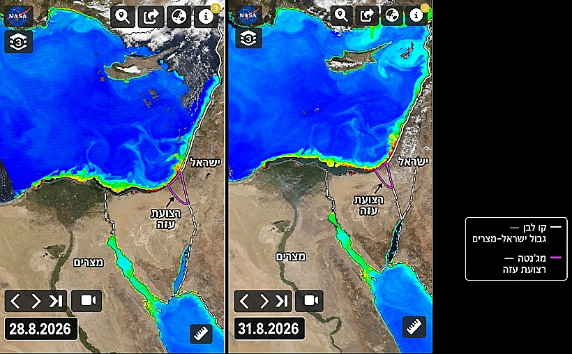 ב-28.8 ריכוזי הכלורופיל המסומנים בצהוב ובאדום, היו באזור רצועת עזה - וב-31.8, הצפינו לשטחה הימי של ישראל. גורמי המקצוע חושדים שהכלורופיל גרם לזיהום המים, שבעקבותיו הושבתו מתקני ההתפלה