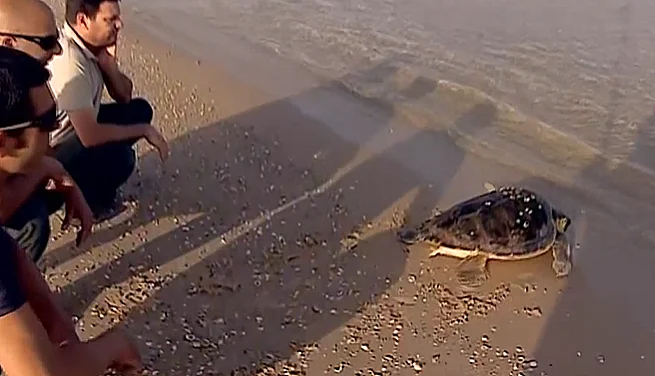 צב ים בחוף מכמורת