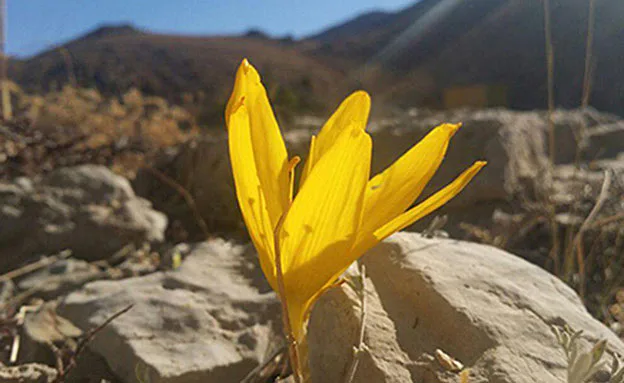 חלמוניות ראשונות צולמו באתר החרמון (אתר החרמון)