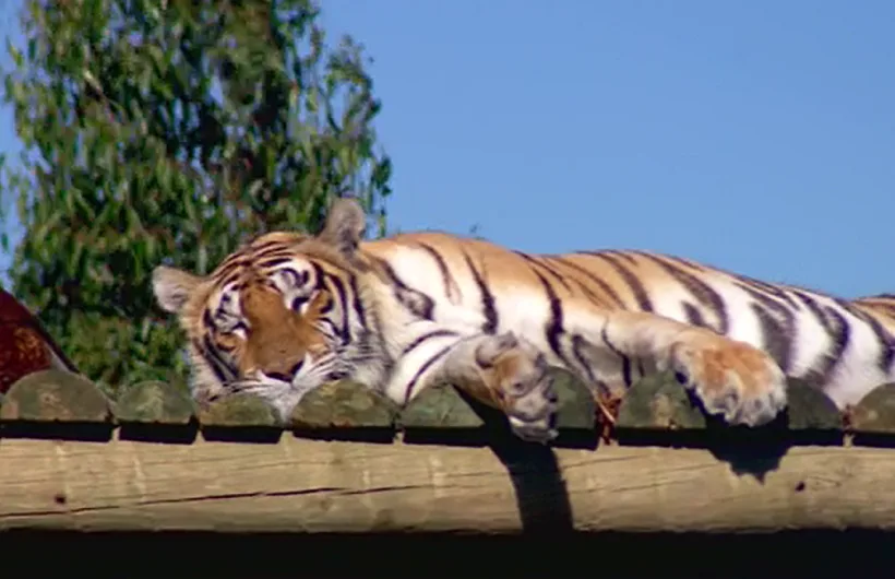 טיגריס בבית מחסה בדרום אפריקה