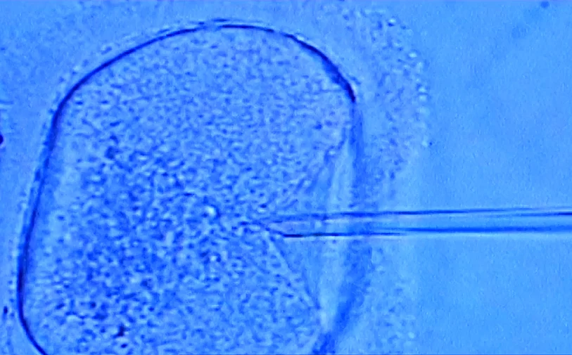 הפריה, אילוסטרציה