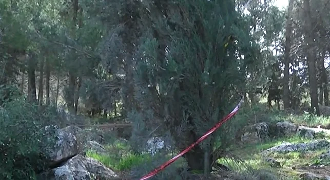 זירת הרצח בעין יעל