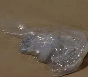 מדוזות בחופים (ארכיון)