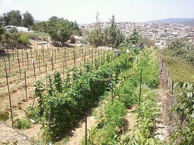 שדה לגידול קנאביס