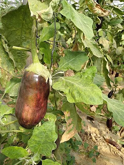 חציל שהורעל